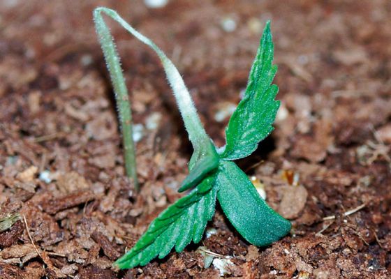 starting marijuana seeds in humidity dome