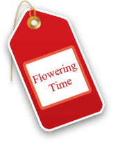 Flowering Time