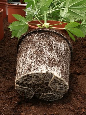 cannabis rootbound